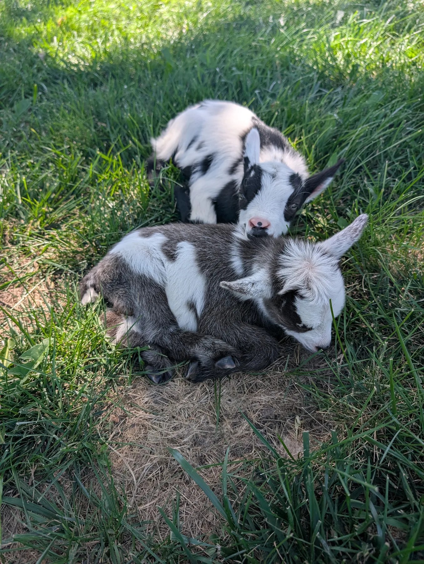 Two young goats resting together in the grass