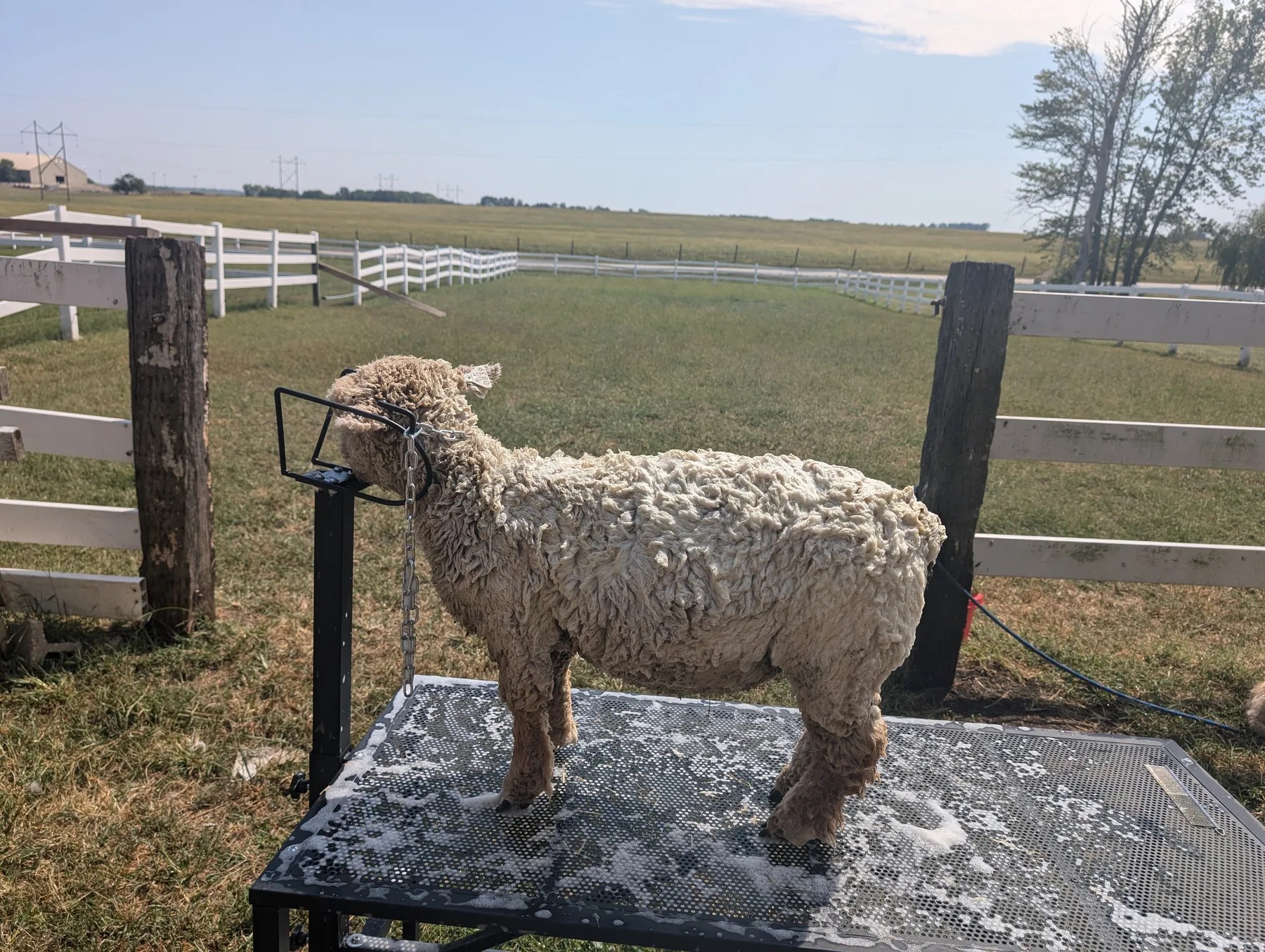 A sheep standing beside a pasture fence at DeJoia Farms